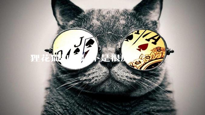 狸花猫打架是不是很厉害?